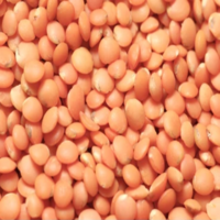 Masoor Lentil-Imported (মসুর ডাল)-আমদানিকৃত